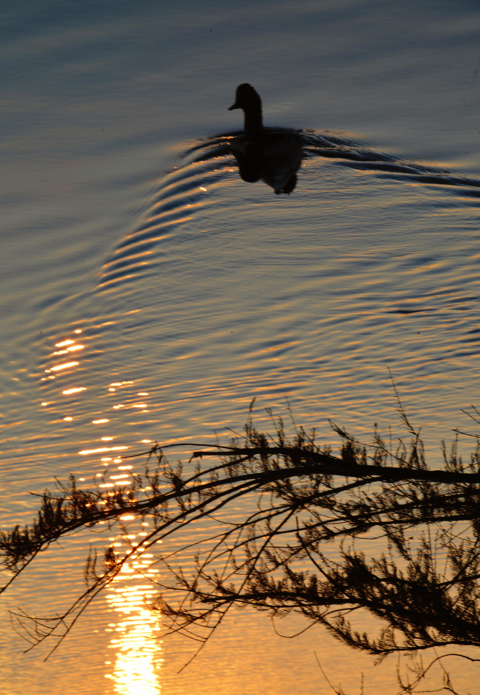 Beyond a Shadow of a Duck