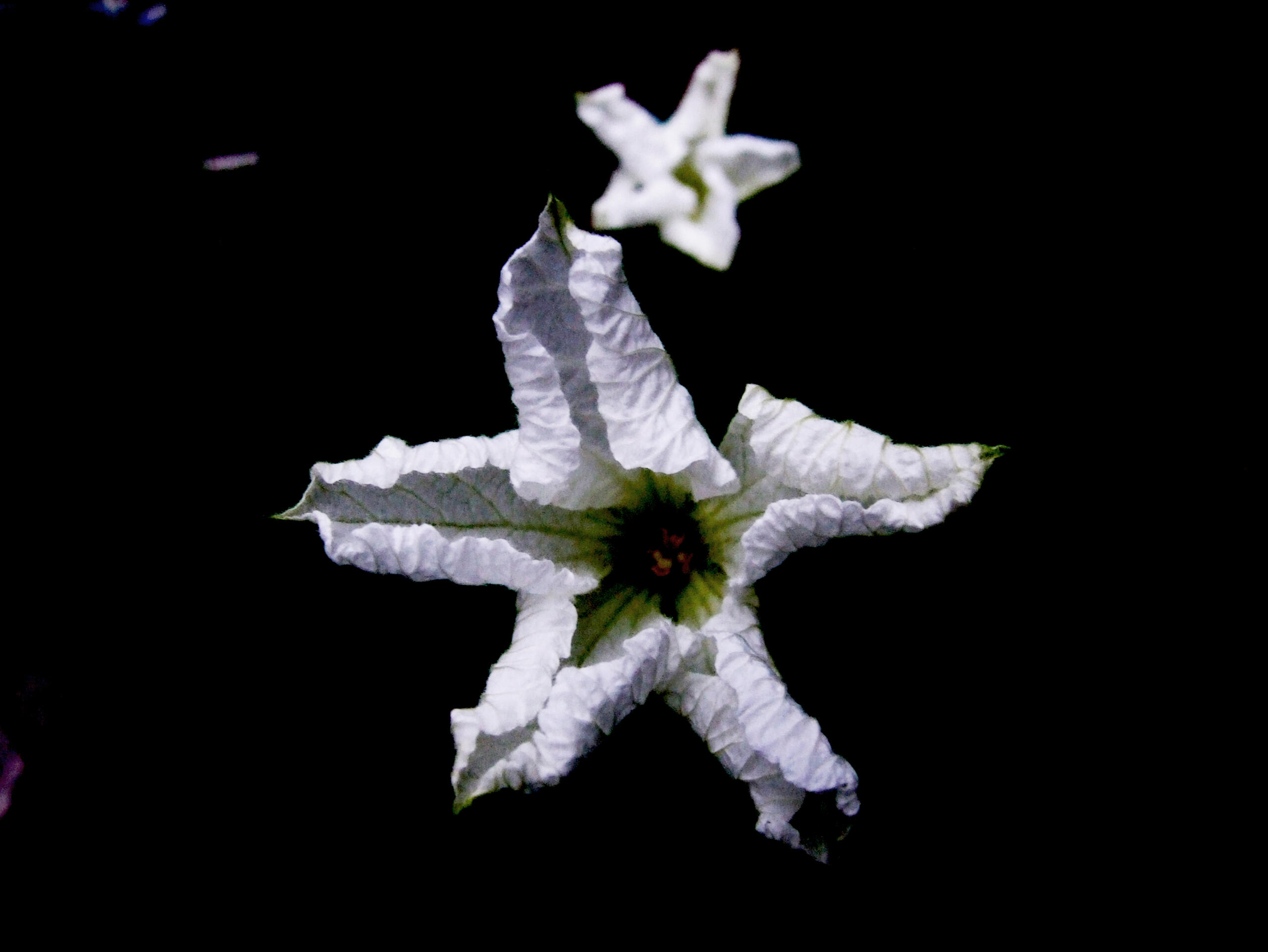 Stars at Night