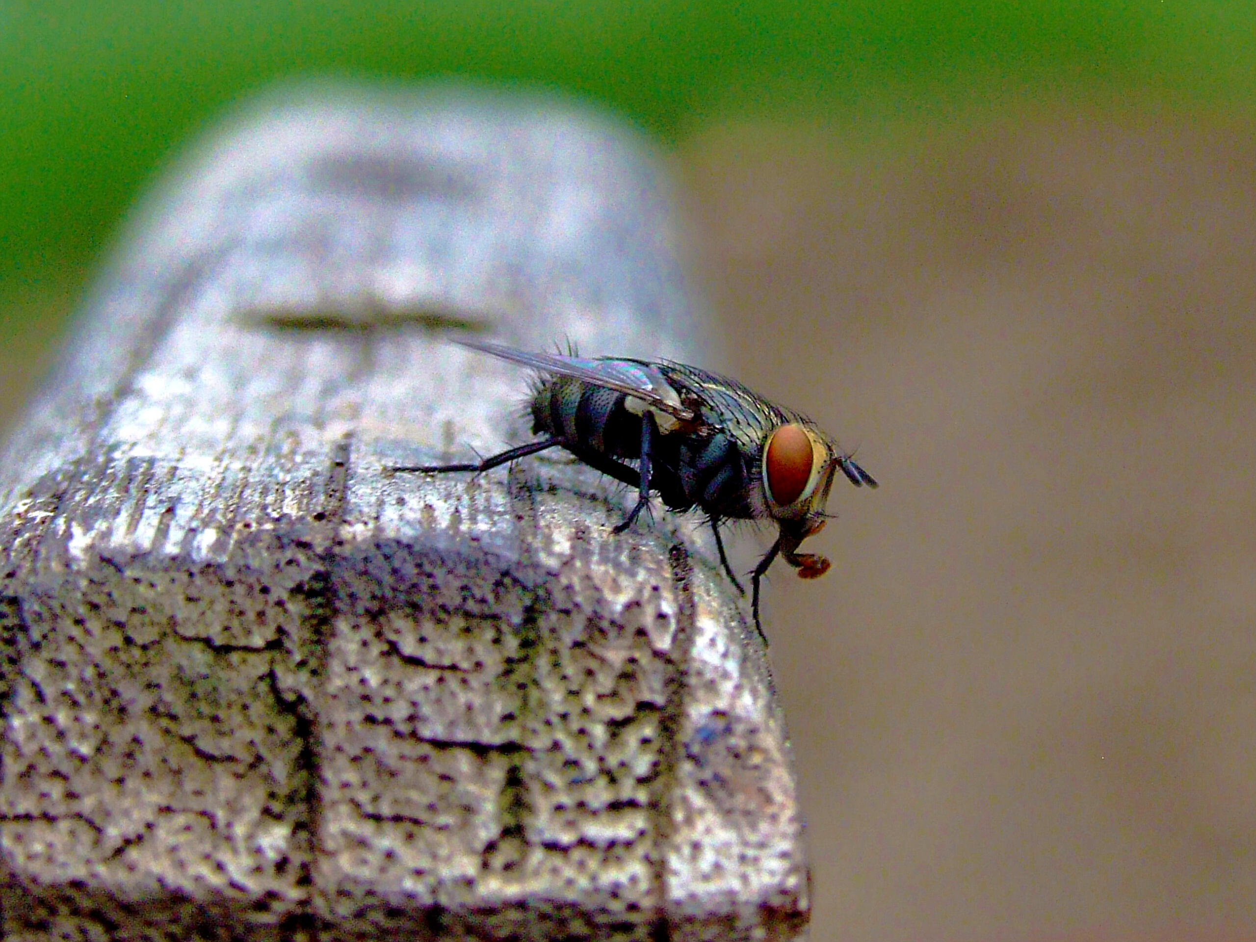 Buzzzed