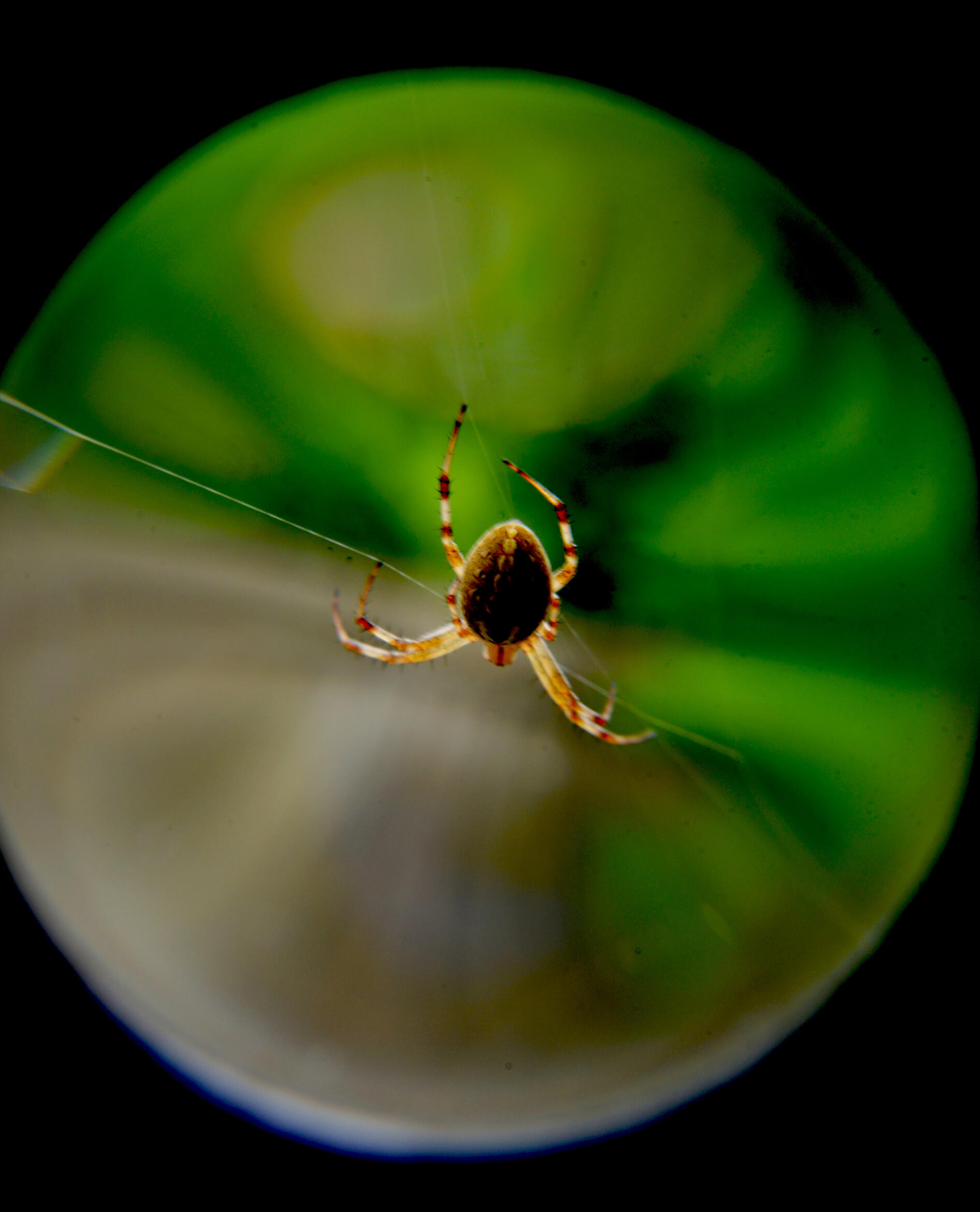 Spider Trip