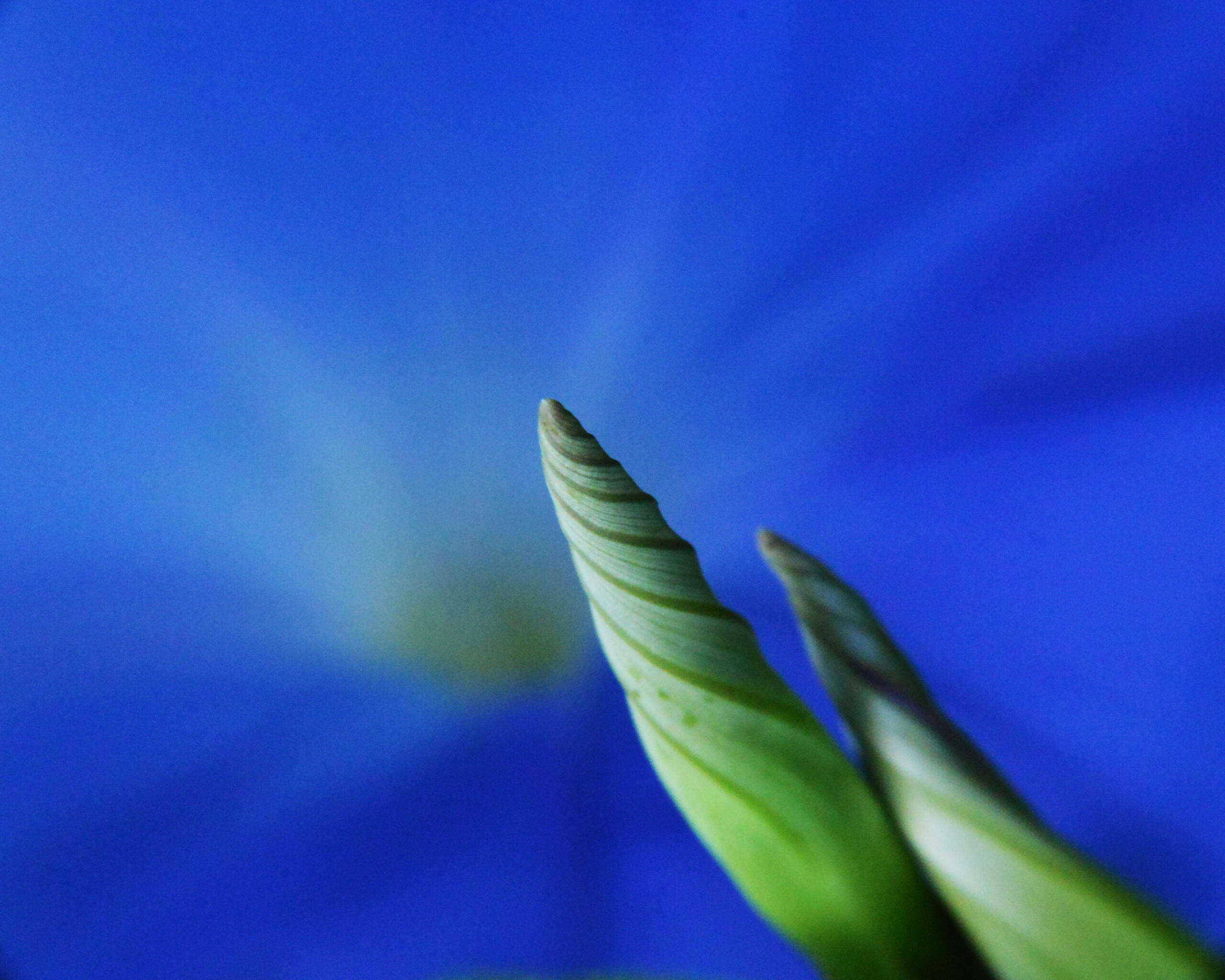 Glory in the Morning