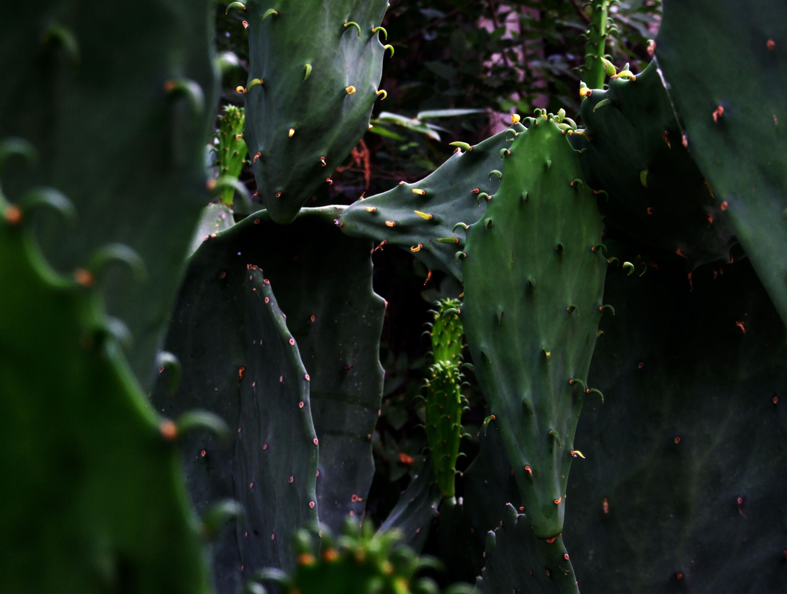 Cactus Abstractus